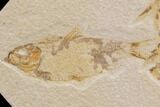 Wide Fossil Fish Mortality Plate - Wyoming #91573-2